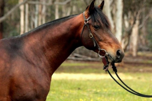 Owczarek australijski koń i australijski kucyk: jak dotarli do australii?